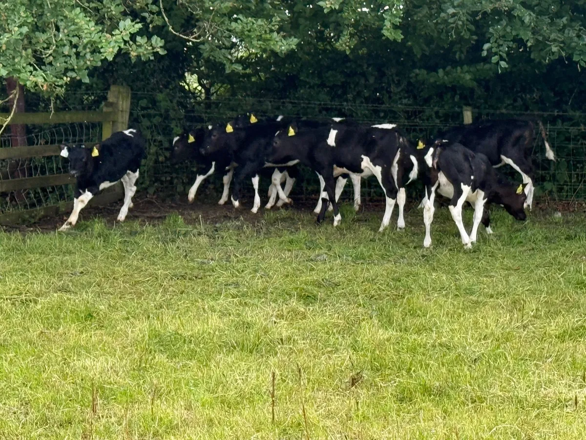 9 Top Quality Fresian Heifers Fully Reared - Image 3