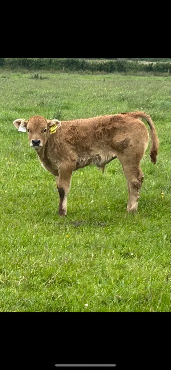 Purebred registered aubrac and bull calf - Image 2
