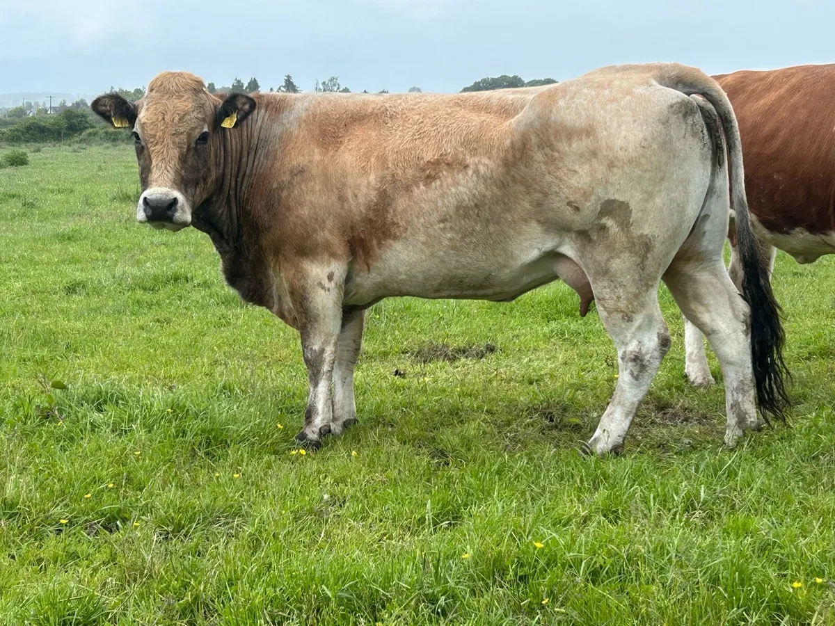 Purebred registered aubrac and bull calf - Image 1
