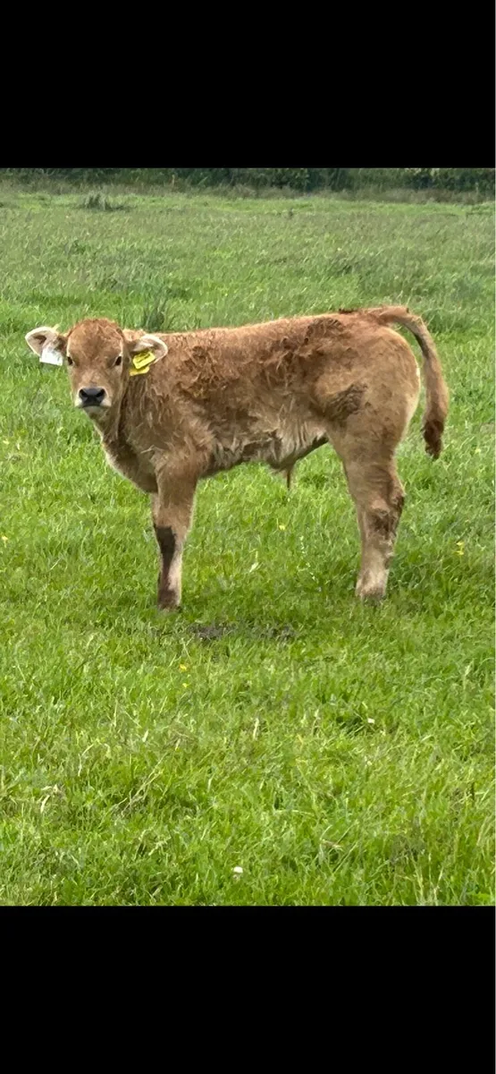 Purebred registered aubrac and bull calf - Image 3