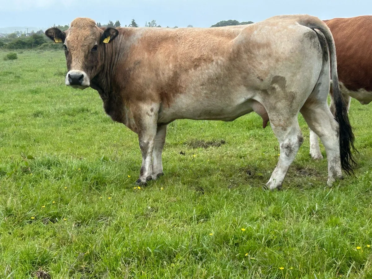 Purebred registered aubrac and bull calf - Image 4