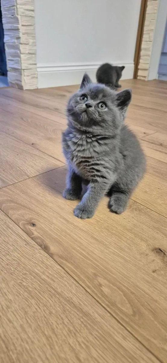 2 British Shorthair blue kittens. 
Female - Image 2