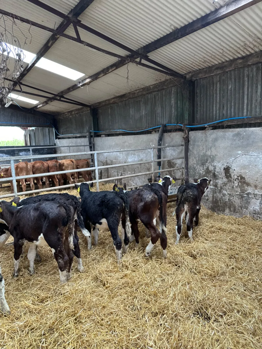 Hereford heifers - Image 2
