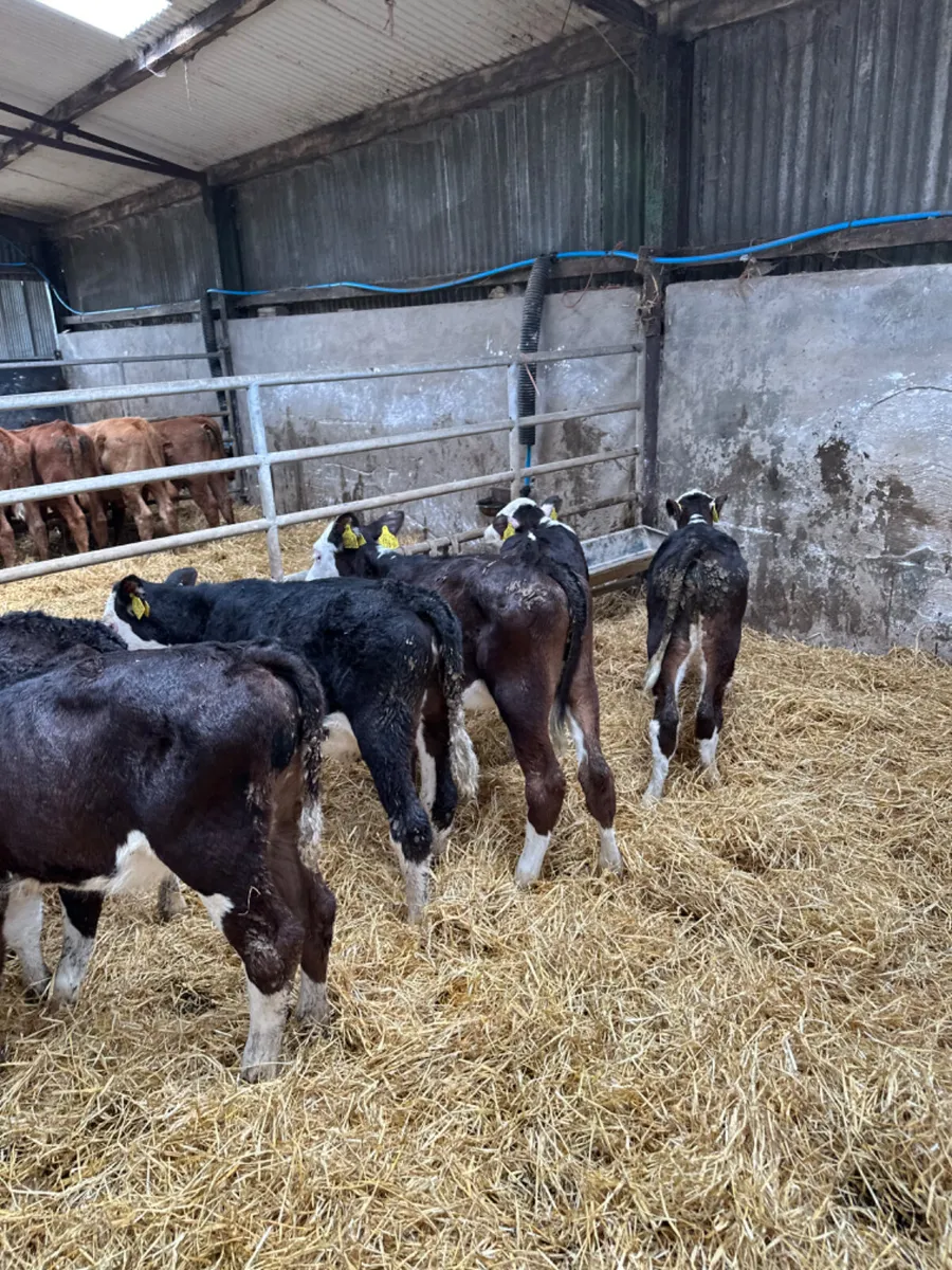 Hereford heifers - Image 3