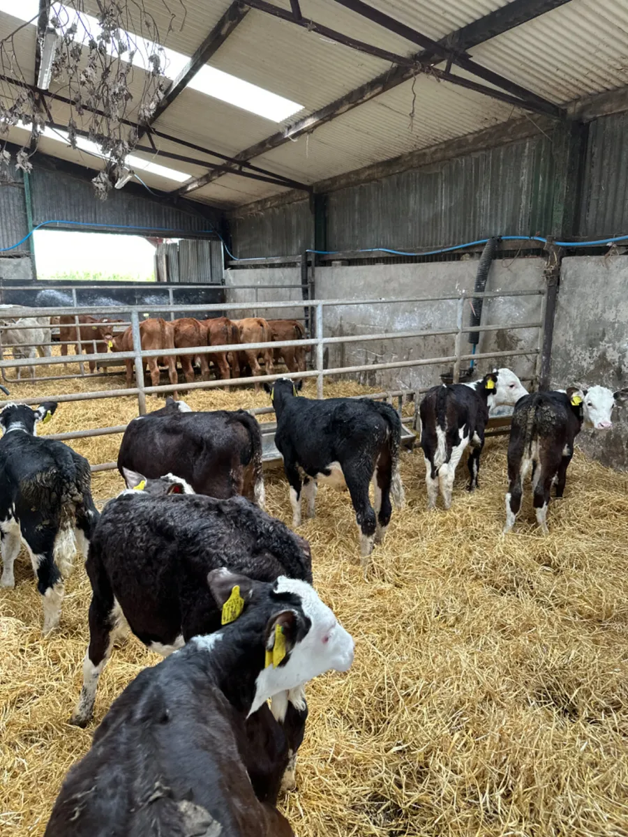 Hereford heifers - Image 1