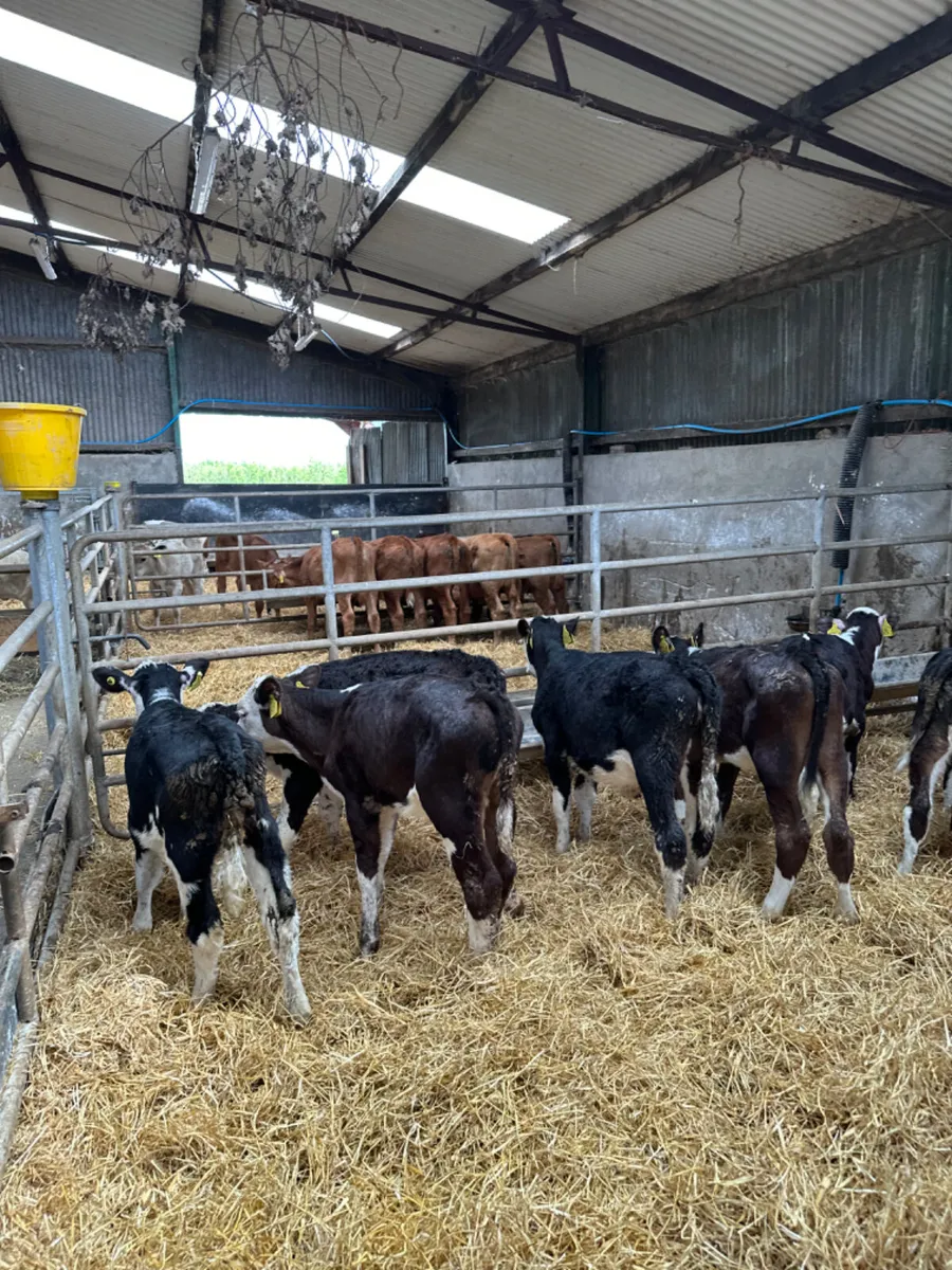 Hereford heifers - Image 4