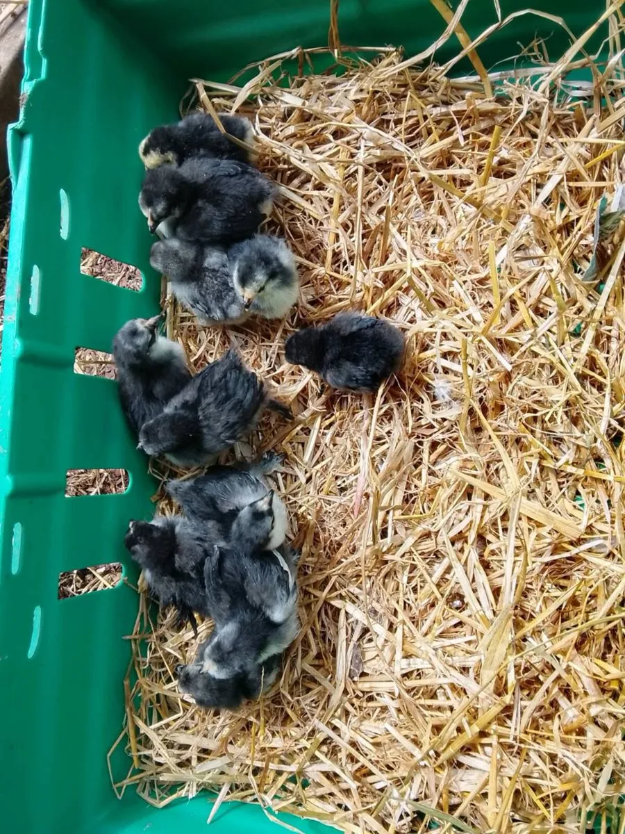 Pekin chicks - Image 1