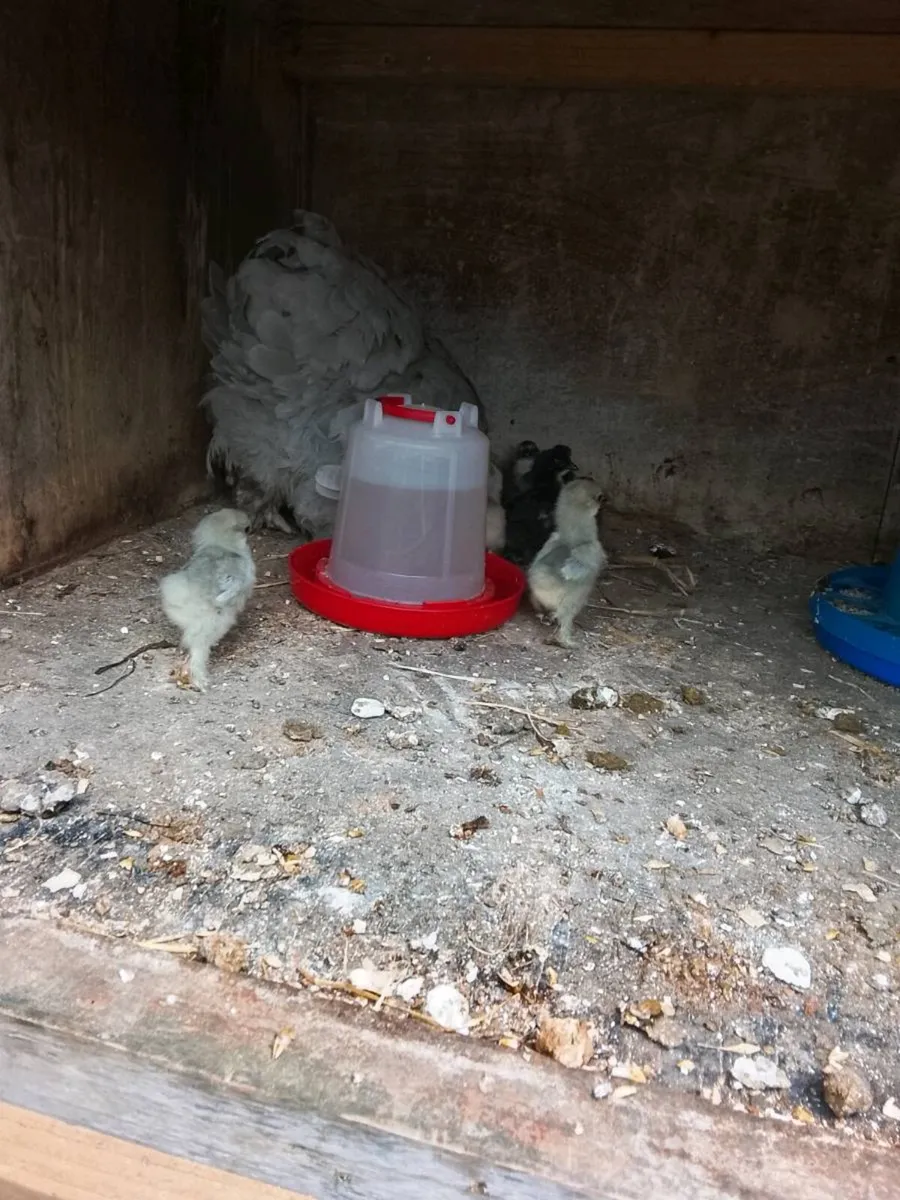 Pekin chicks - Image 2