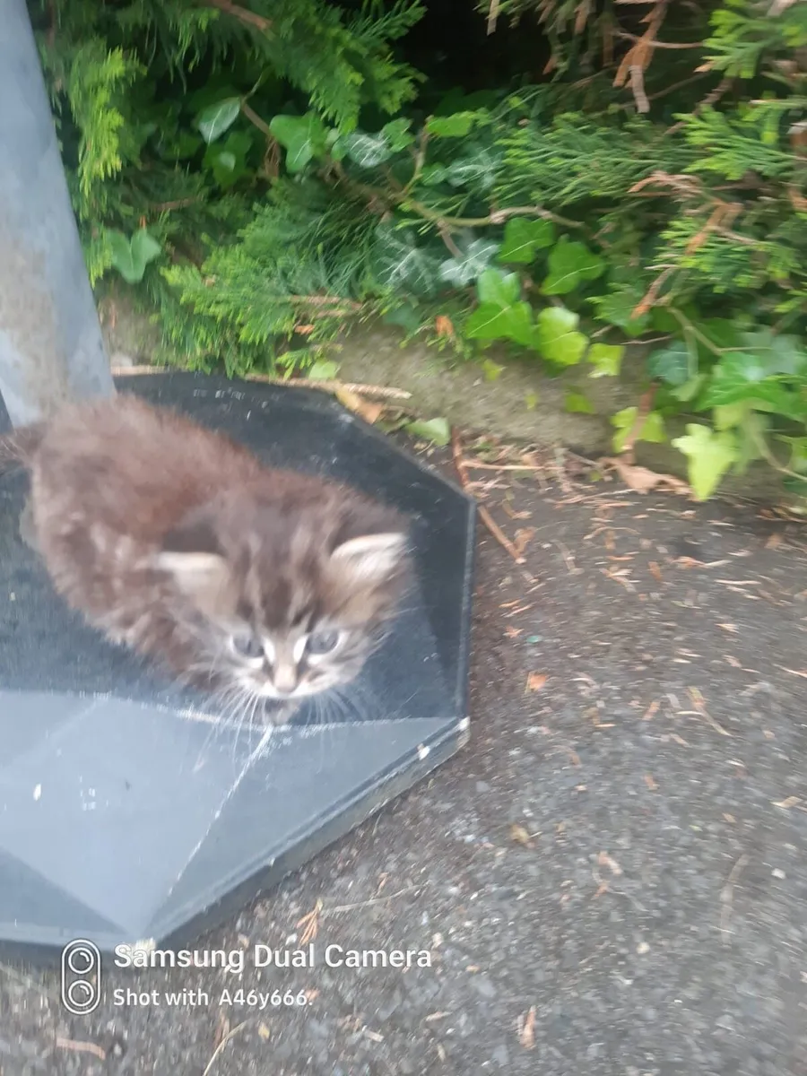 Kitten - Image 1