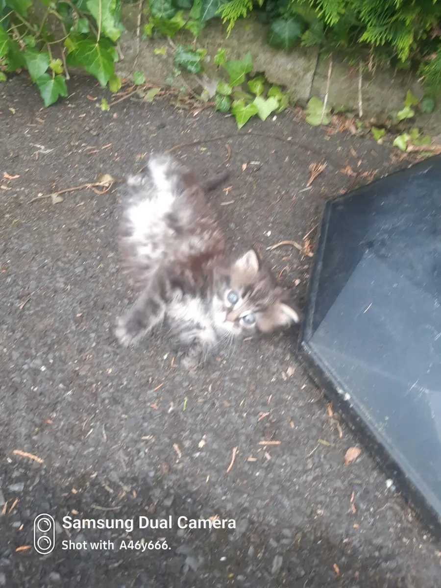 Kitten - Image 2
