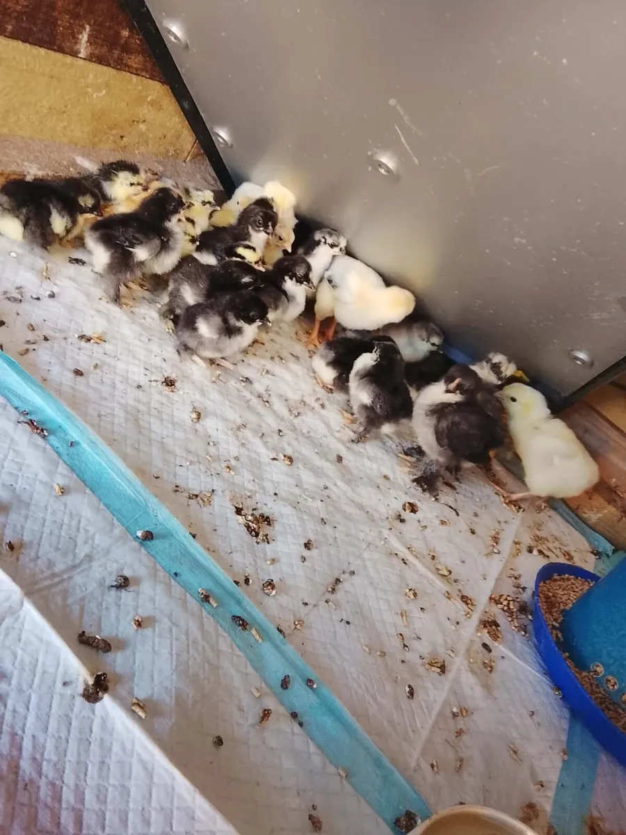 Pekin chicks - Image 3