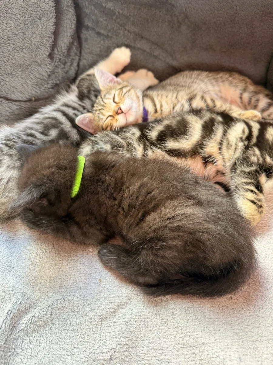 Kittens Half bengal (3kittens avalaible) - Image 3