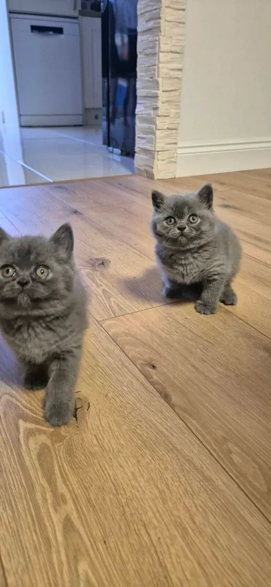 2 British Shorthair blue kittens. 
Female - Image 3