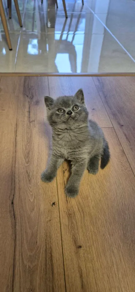 2 British Shorthair blue kittens. 
Female - Image 4