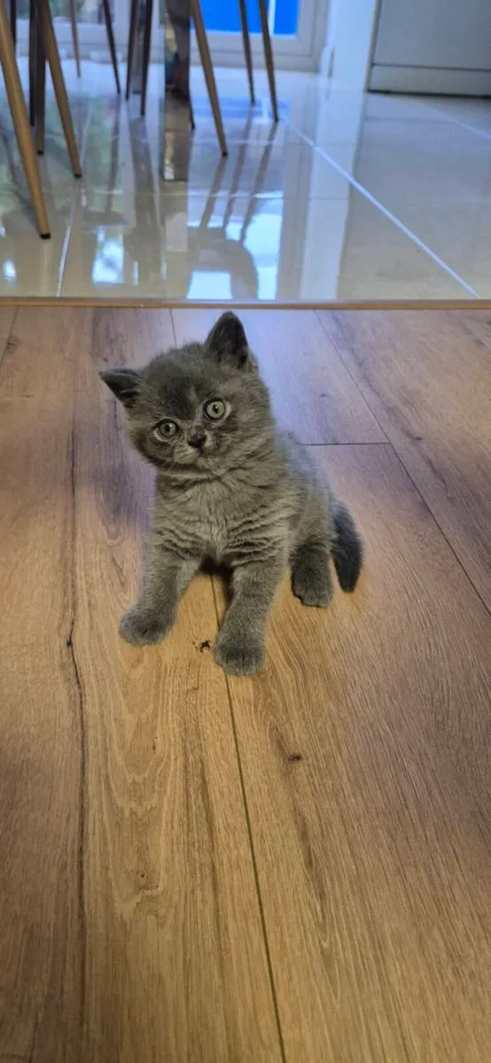 2 British Shorthair blue kittens. 
Female - Image 1