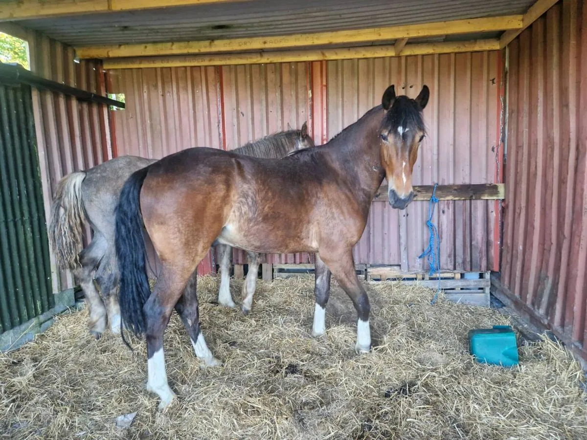 Imperial.heights geilding 2yr ild - Image 1