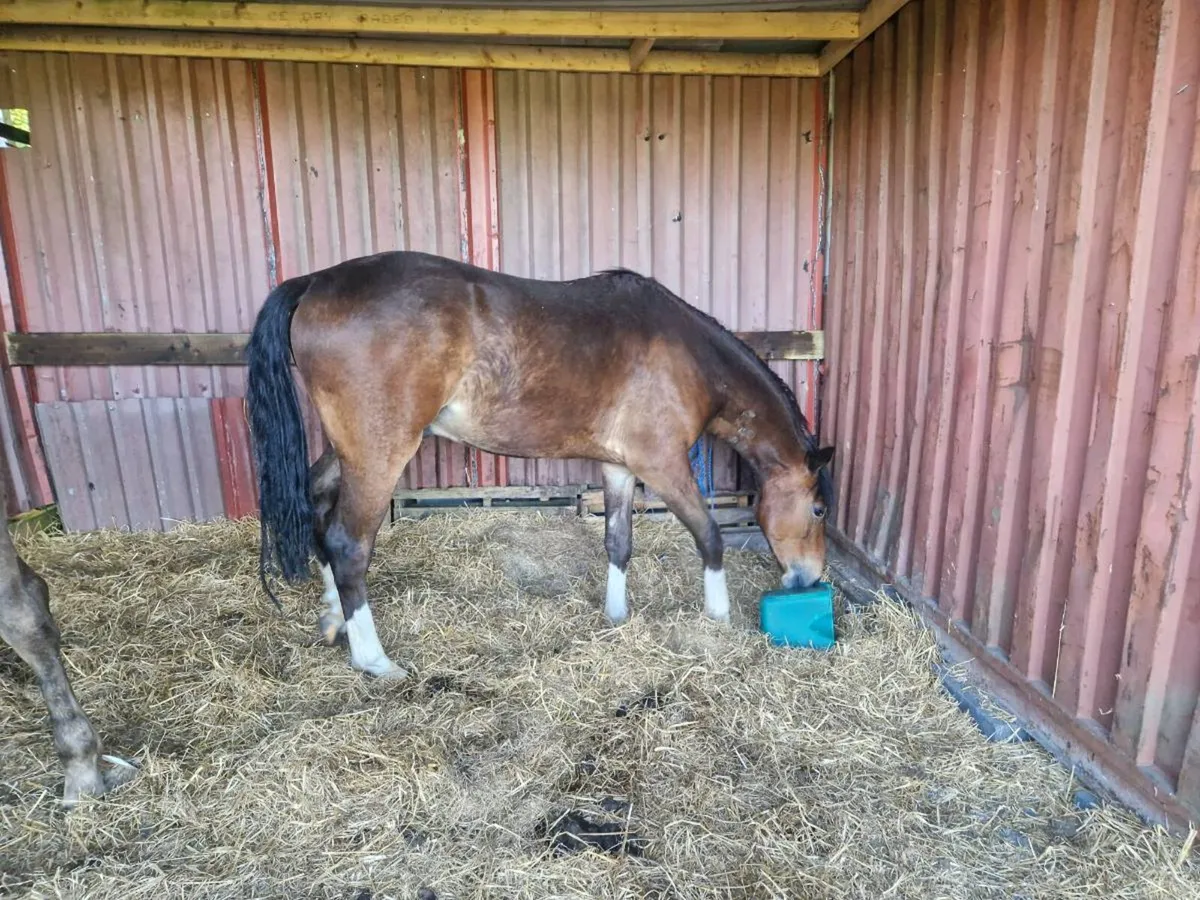 Imperial.heights geilding 2yr ild - Image 3