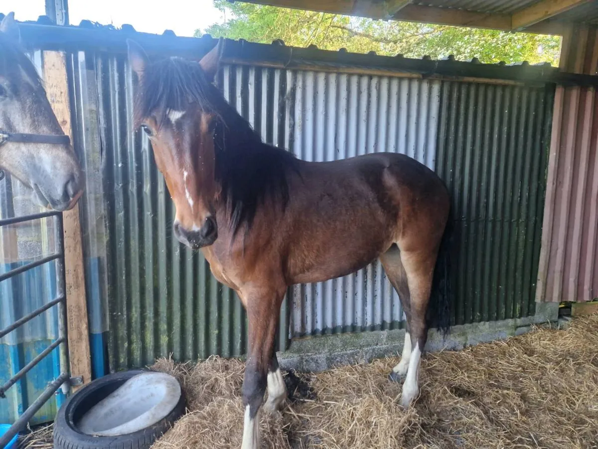 Imperial.heights geilding 2yr ild - Image 4