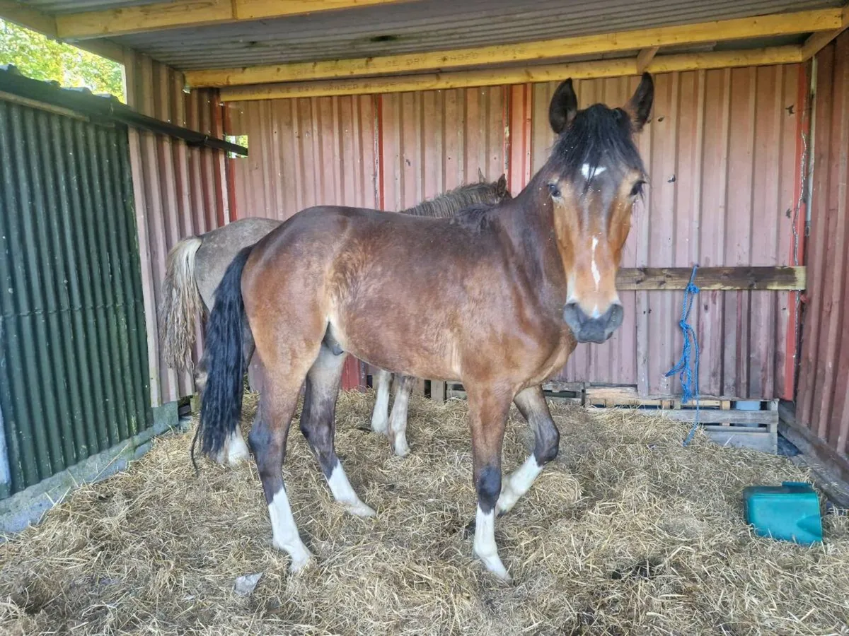 Imperial.heights geilding 2yr ild - Image 2