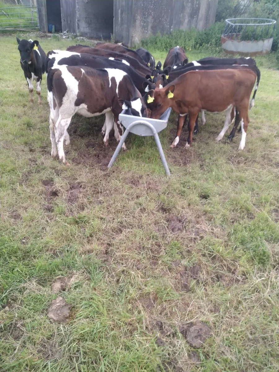 Calves - Image 2