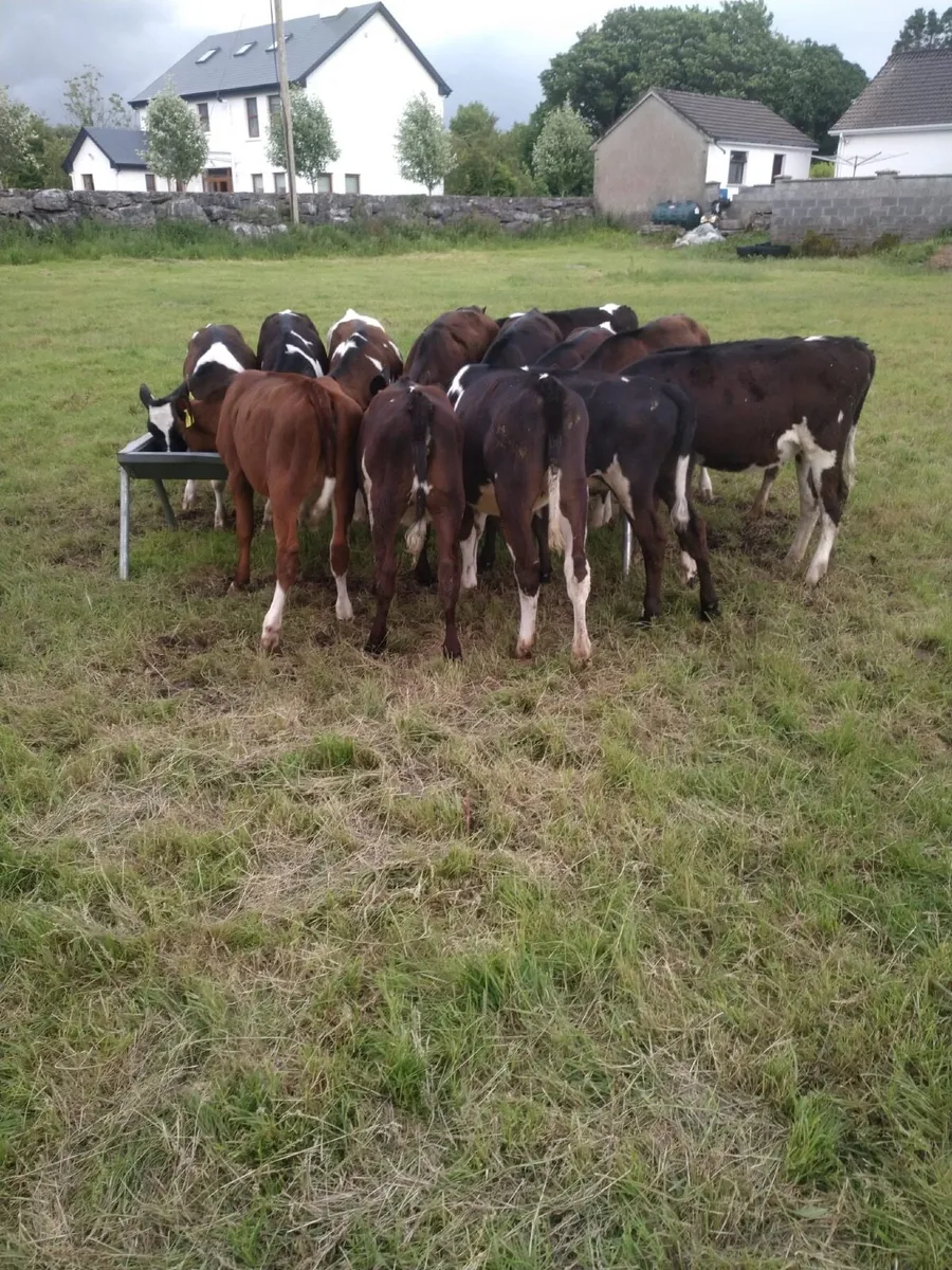 Calves - Image 3