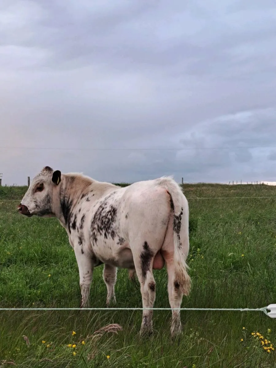 Cow - Image 2