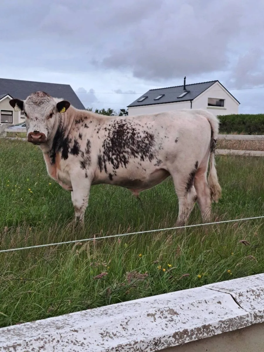 Cow - Image 3