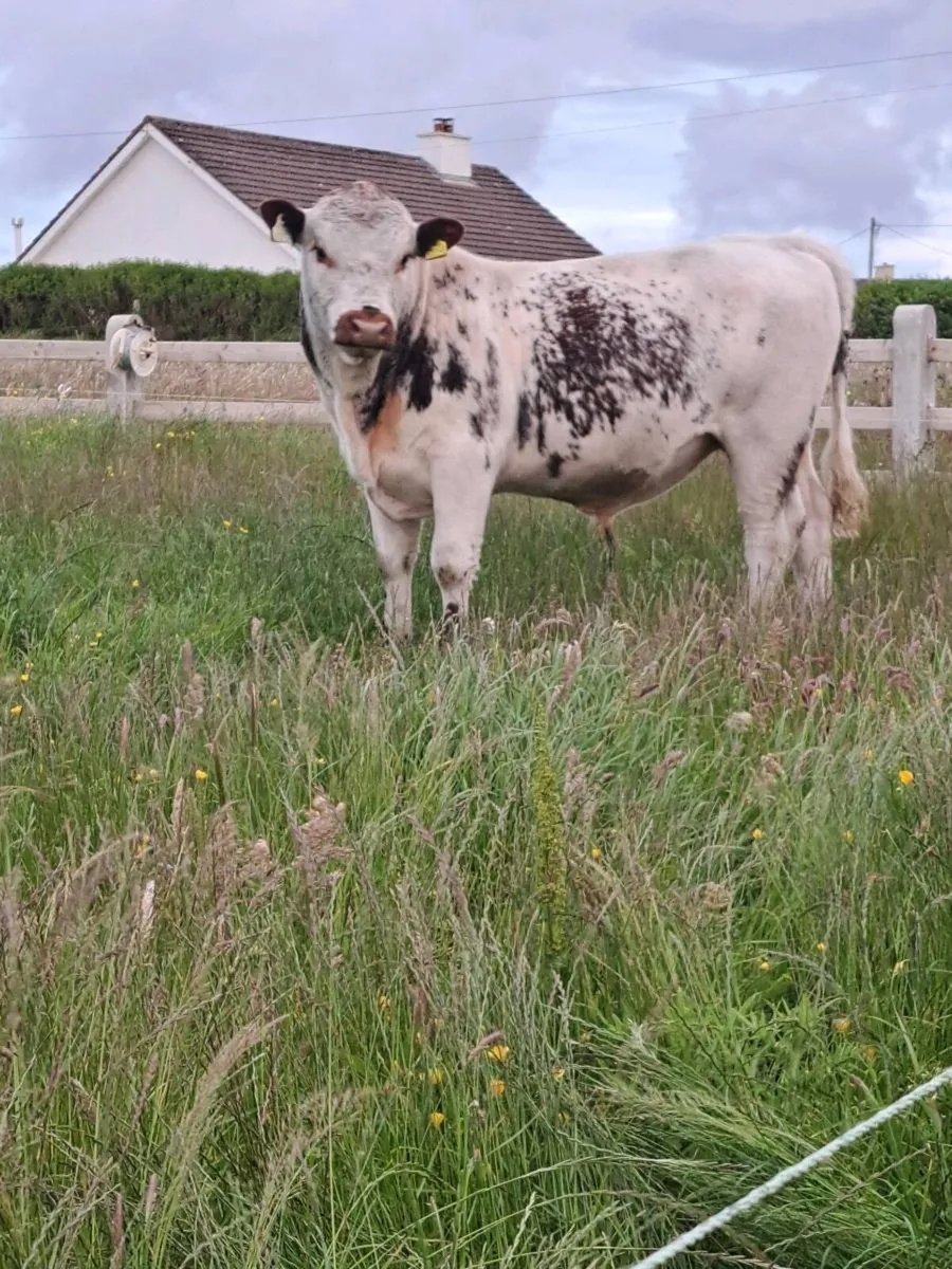 Cow - Image 4