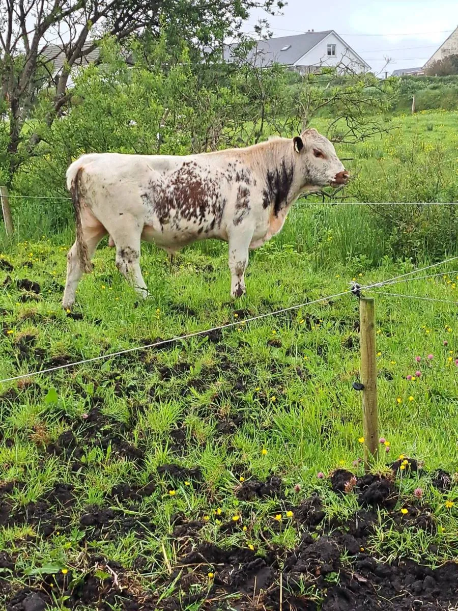 Cow - Image 1