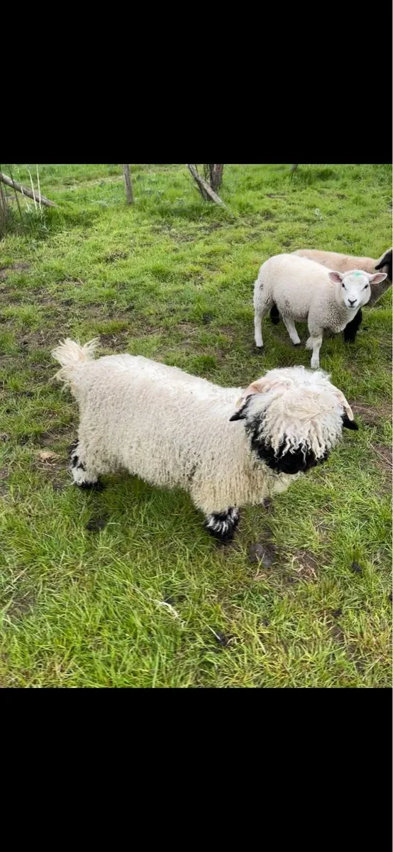 Unregistered pedigree valais blacknose ram lamb - Image 1