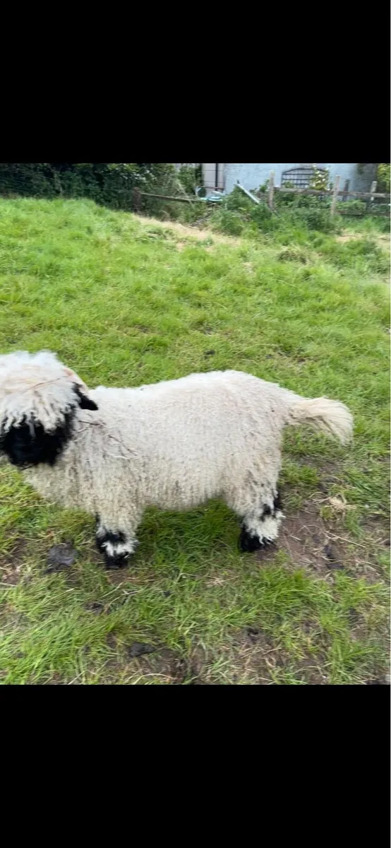 Unregistered pedigree valais blacknose ram lamb - Image 2