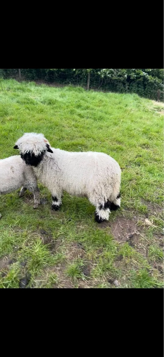 Unregistered pedigree valais blacknose ram lamb - Image 3