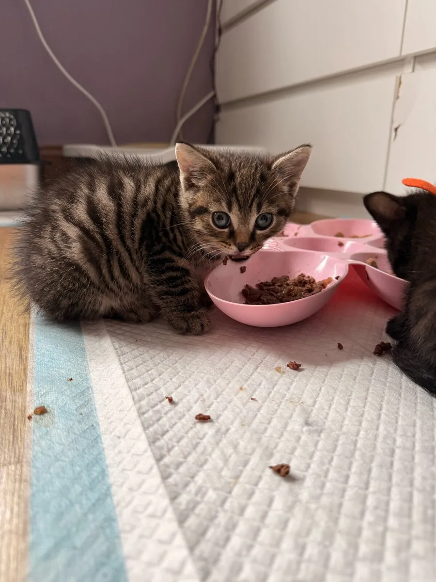 Kittens Half bengal (3kittens avalaible) - Image 4