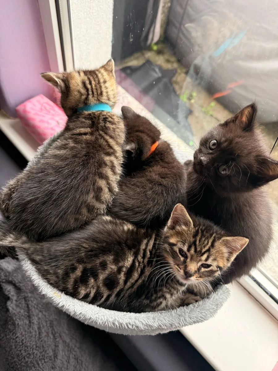 Kittens Half bengal (3kittens avalaible) - Image 1