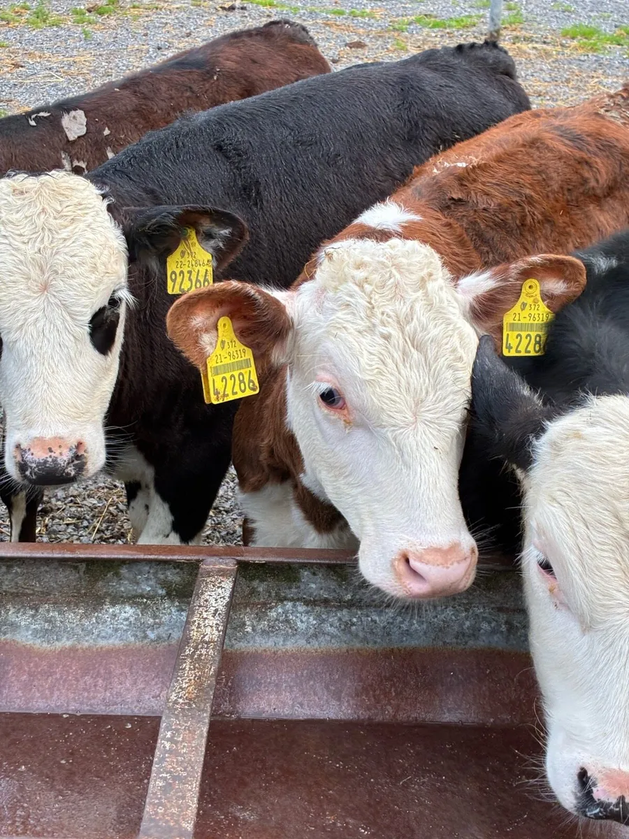 TOP QUALITY REARED BULL/ HEIFER RUNNERS3/4 MONTHS - Image 2
