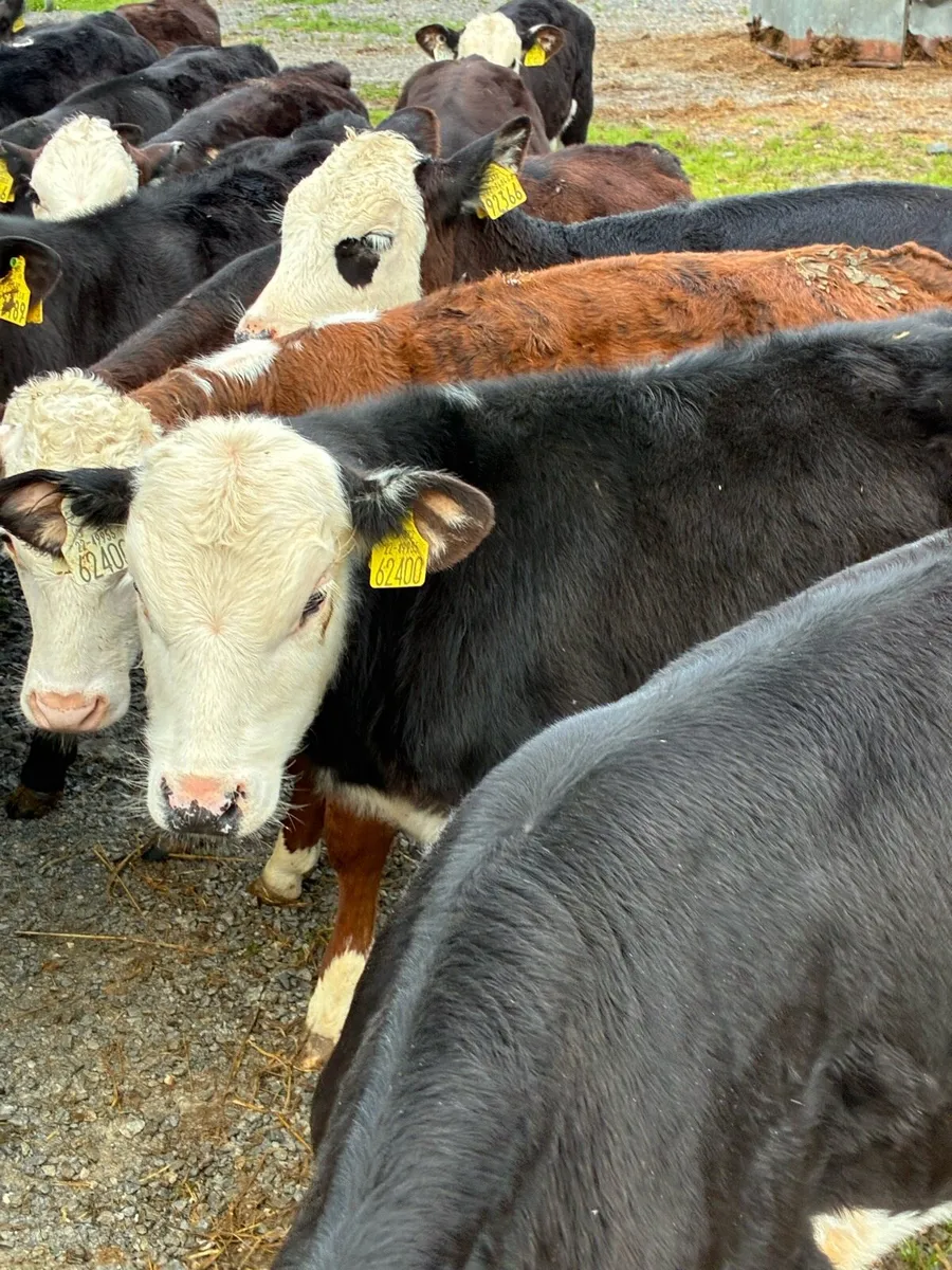 TOP QUALITY REARED BULL/ HEIFER RUNNERS3/4 MONTHS - Image 1