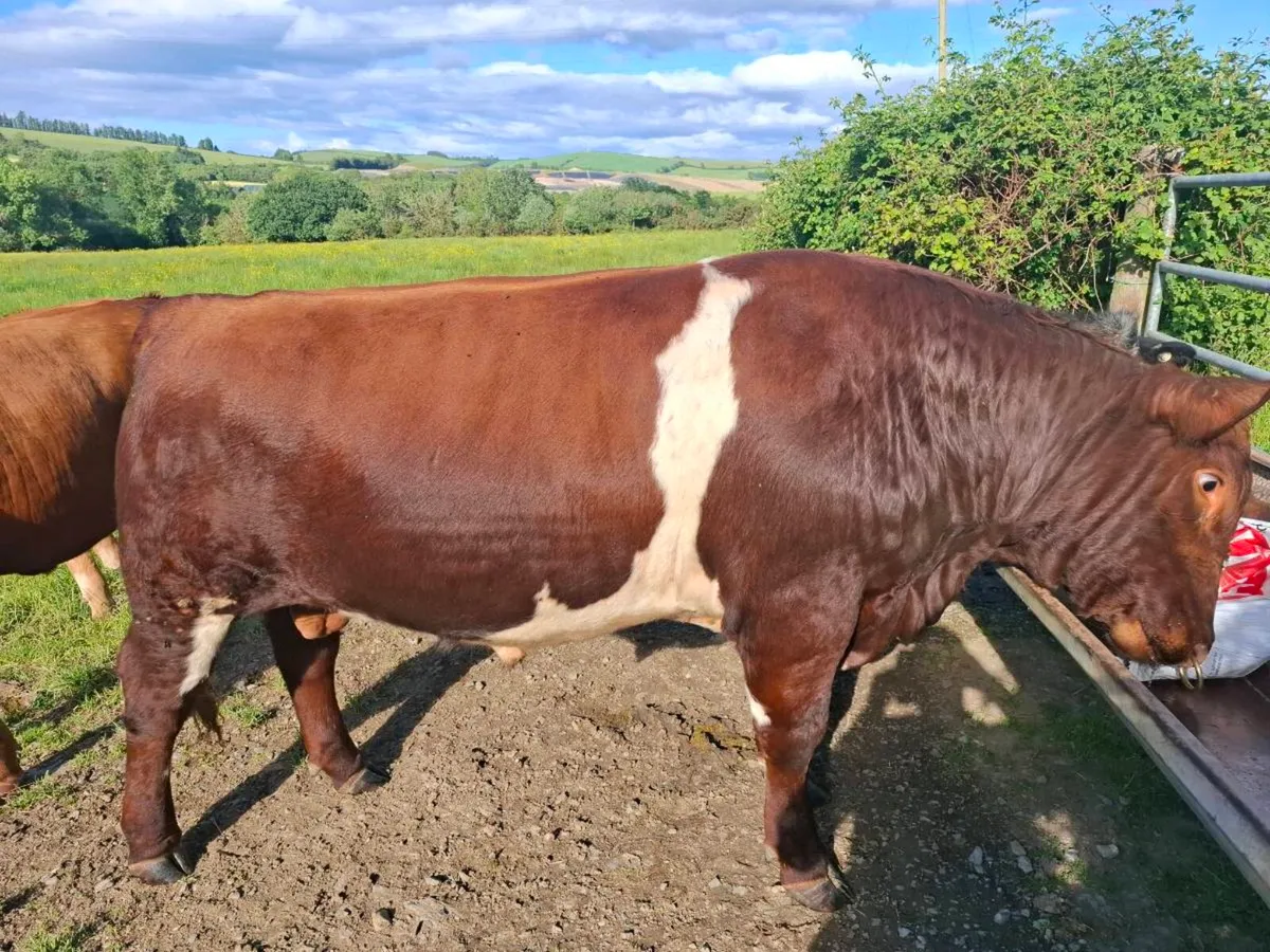Shorthorn bulls - Image 2
