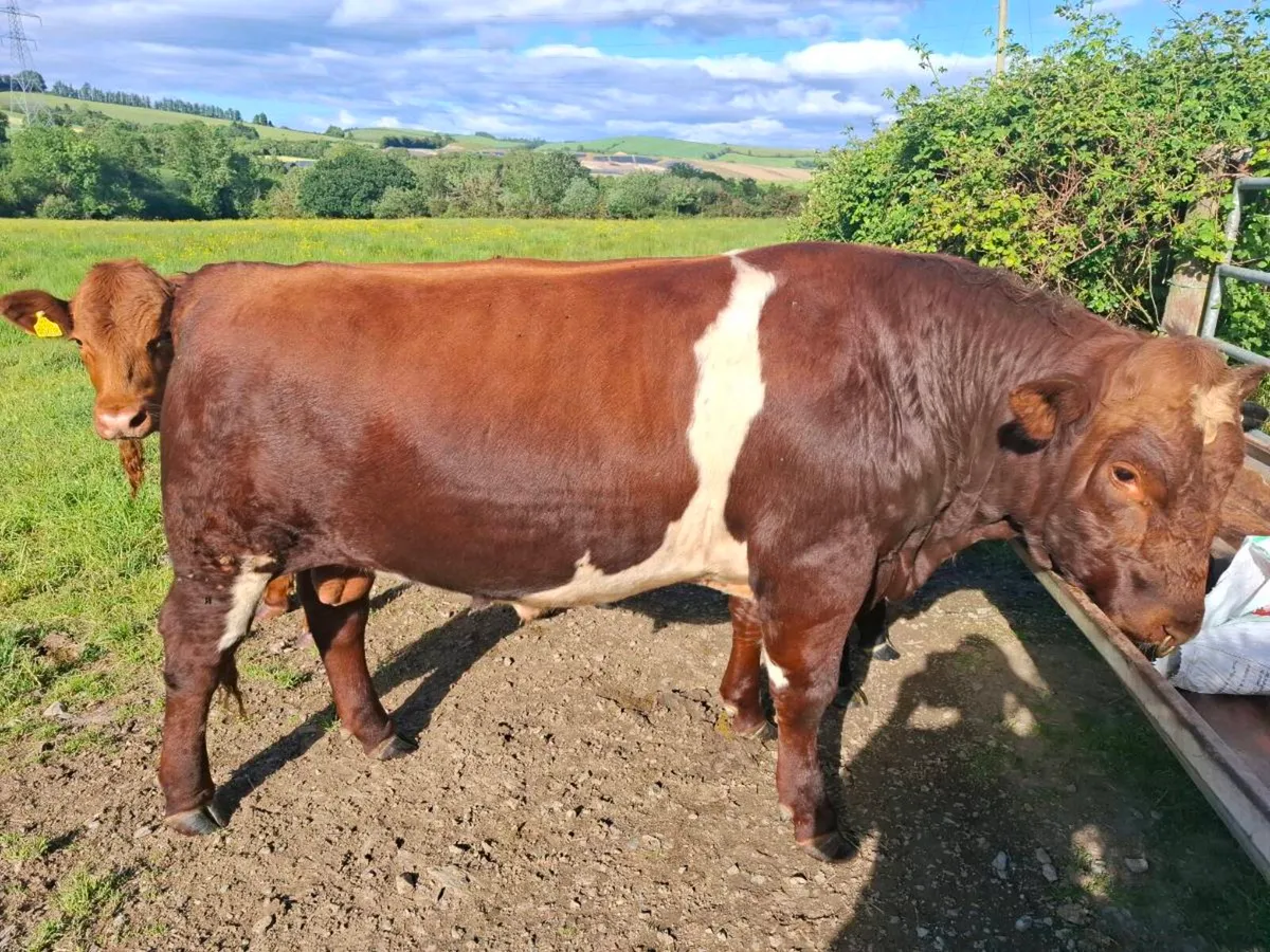 Shorthorn bulls - Image 3