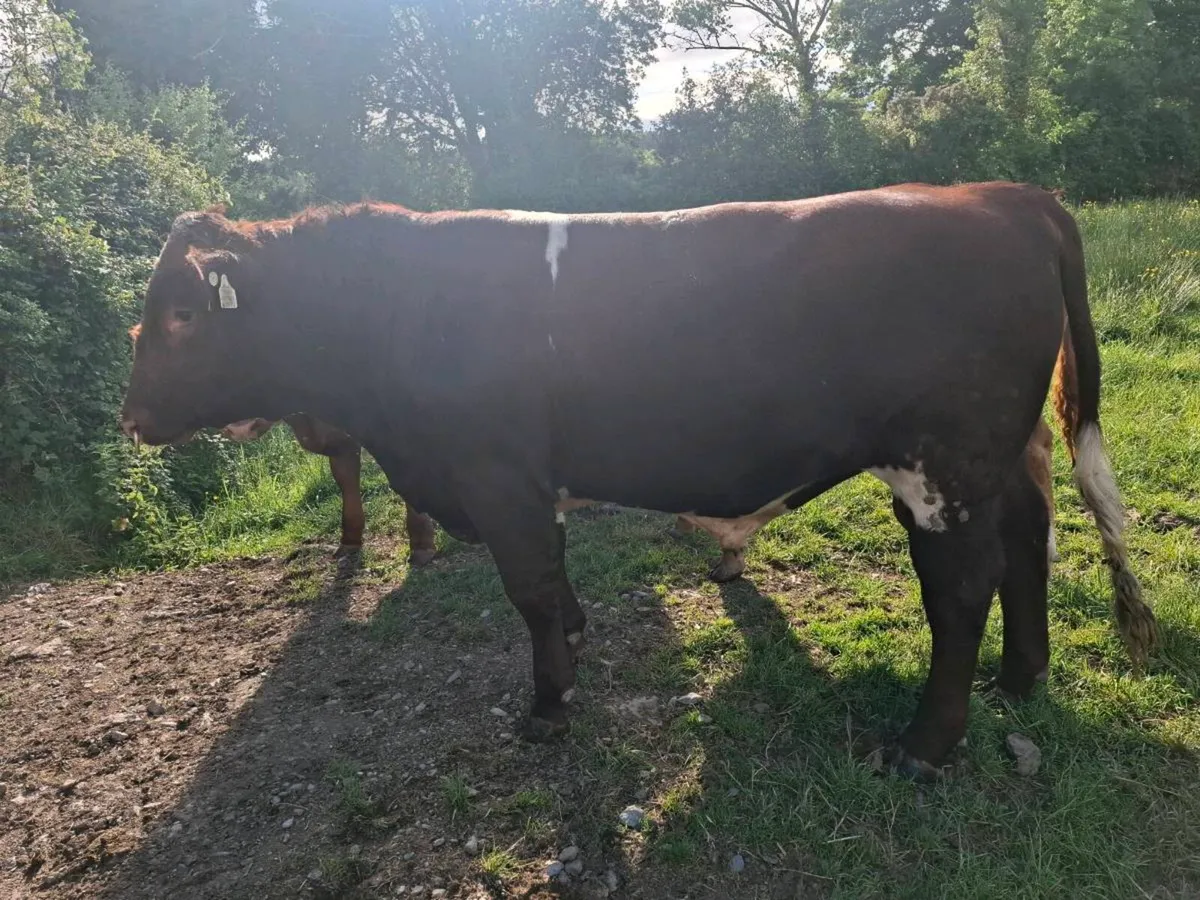 Shorthorn bulls - Image 4
