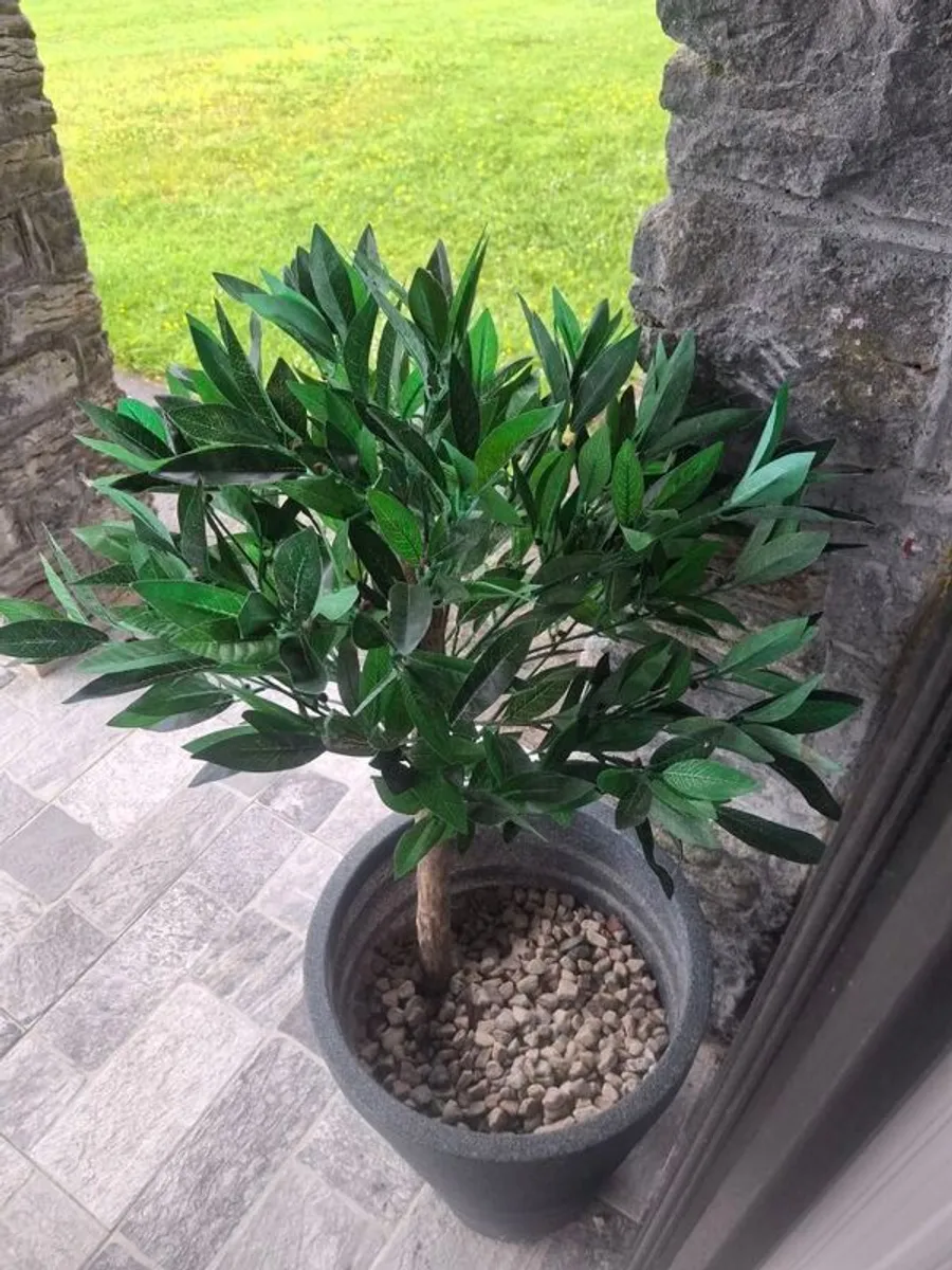 front door plants - Image 2