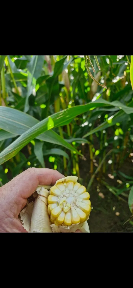 🌽 Maize & Silage Feed 🌽 - Image 2