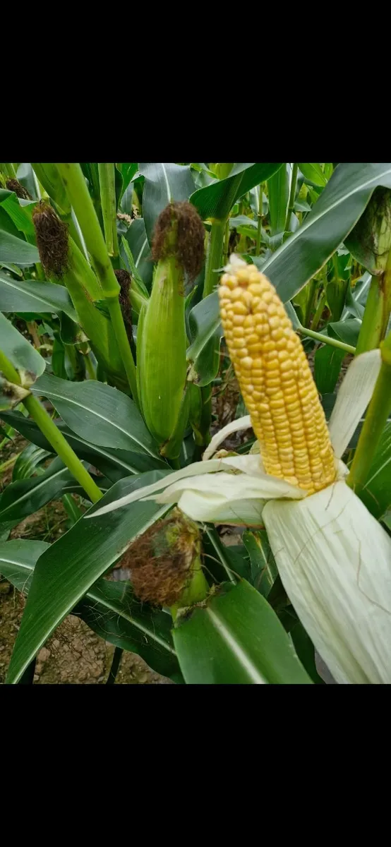 🌽 Maize & Silage Feed 🌽 - Image 1