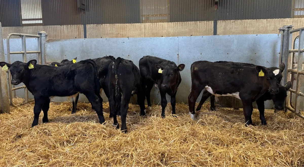AA Bulls - Image 1