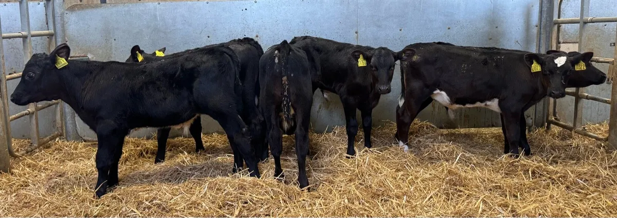 AA Bulls - Image 2