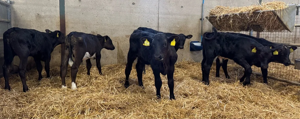 AA Bulls - Image 3