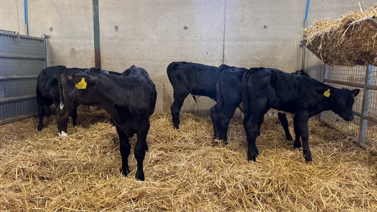 AA Bulls - Image 4