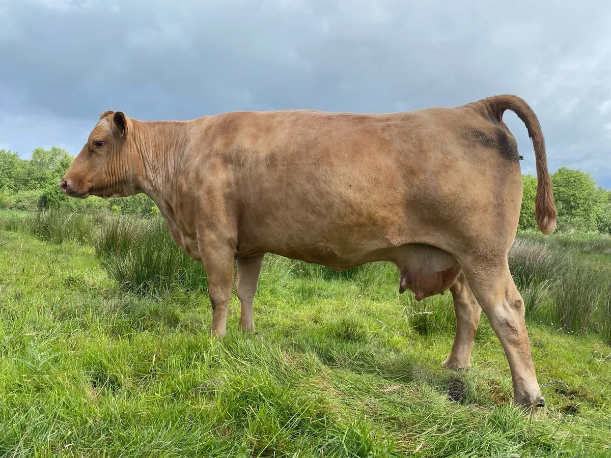 Incalf cows - Image 3