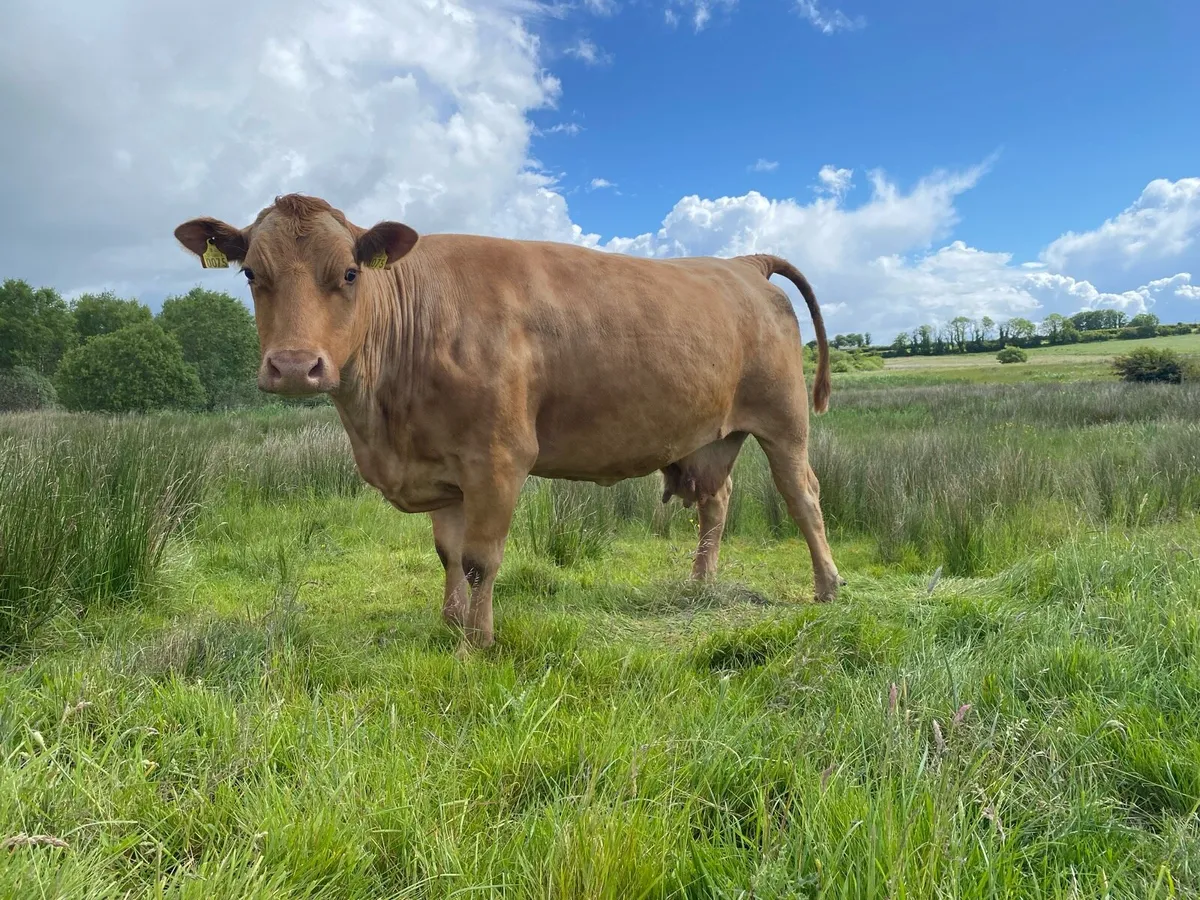 Incalf cows - Image 2