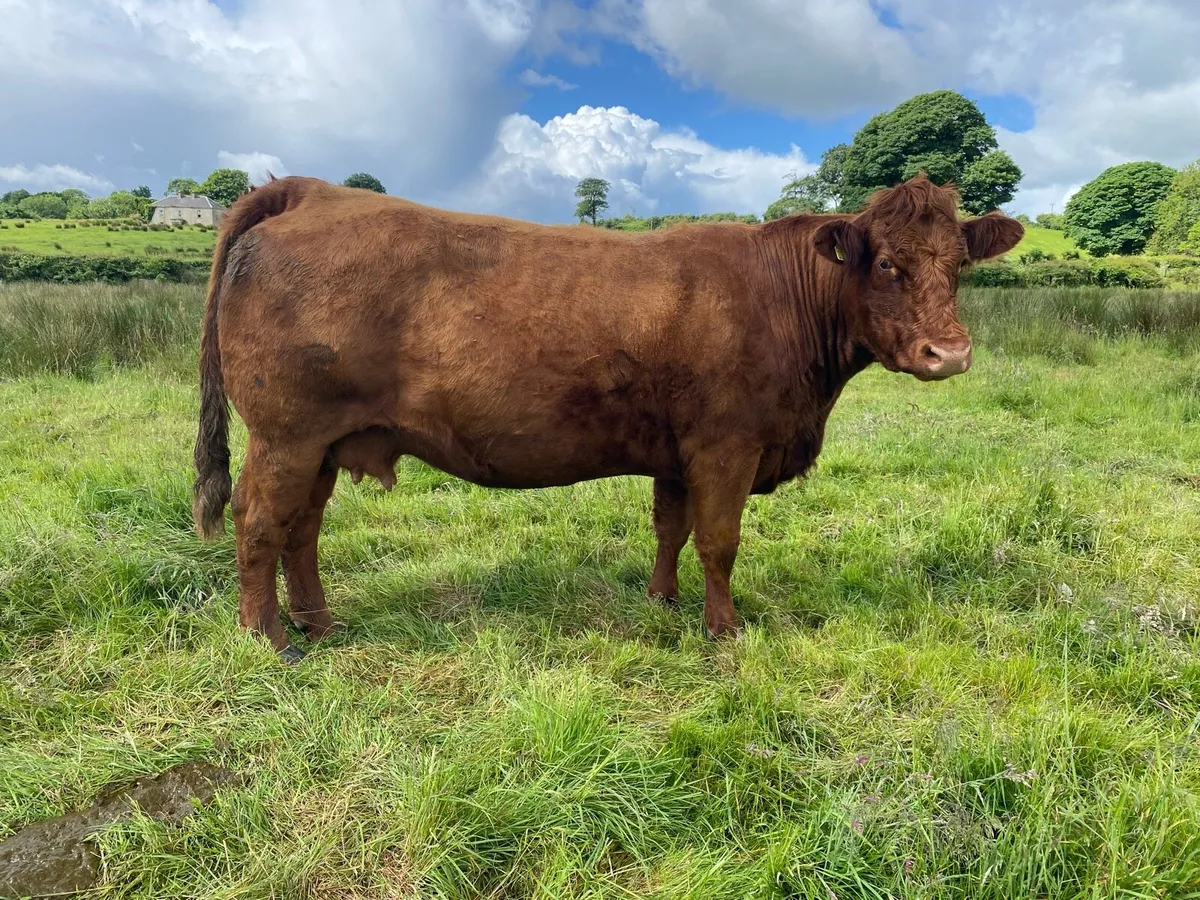 Incalf cows - Image 4