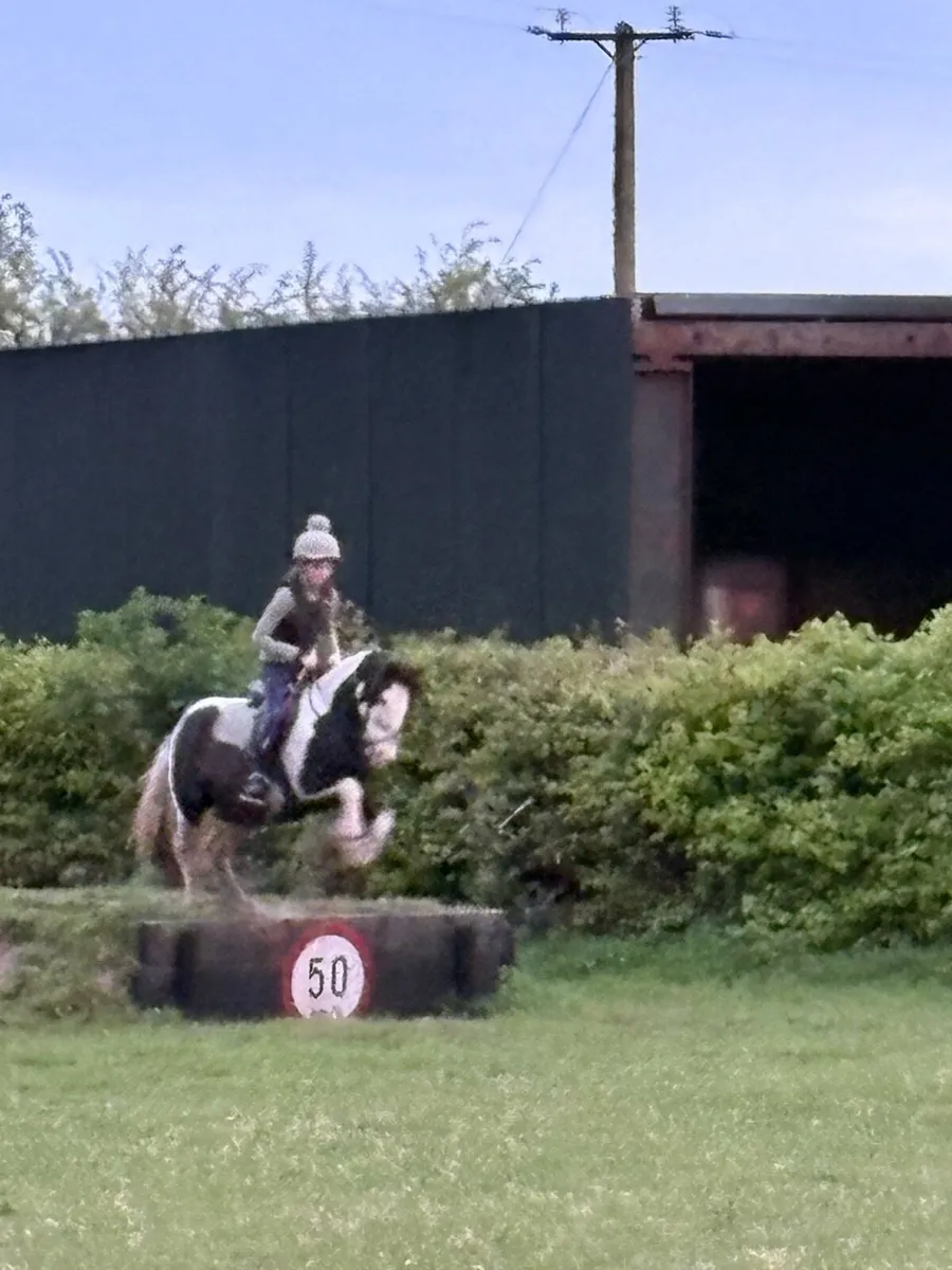 13hh Coloured Gelding - Image 3